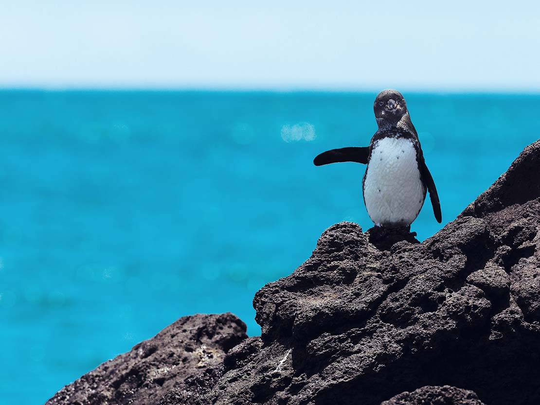 動物写真家 岩合光昭 オフィシャルサイト カレンダー撮影記 ガラパゴス 第8話 Galapagos Islands 絶海に生きる ガラパゴス 諸島