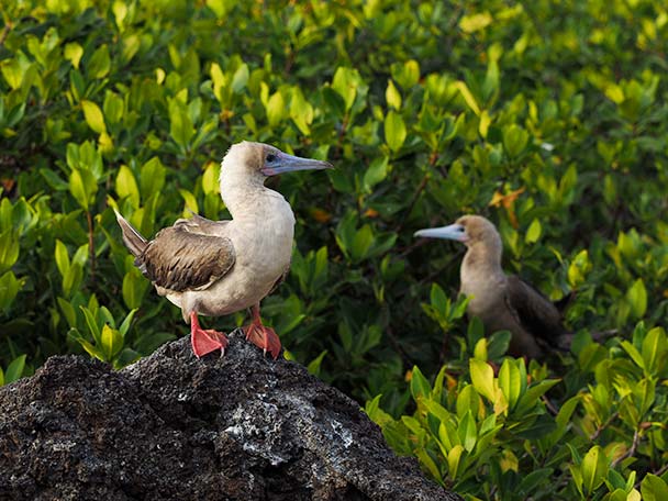 ガラパゴス諸島の野鳥一覧