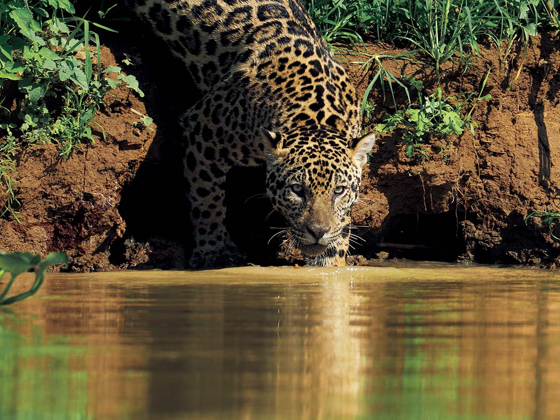 動物写真家 岩合光昭 オフィシャルサイト カレンダー撮影記 パンタナール 第7話 Pantanal 生命みなぎる大湿原 パンタナール