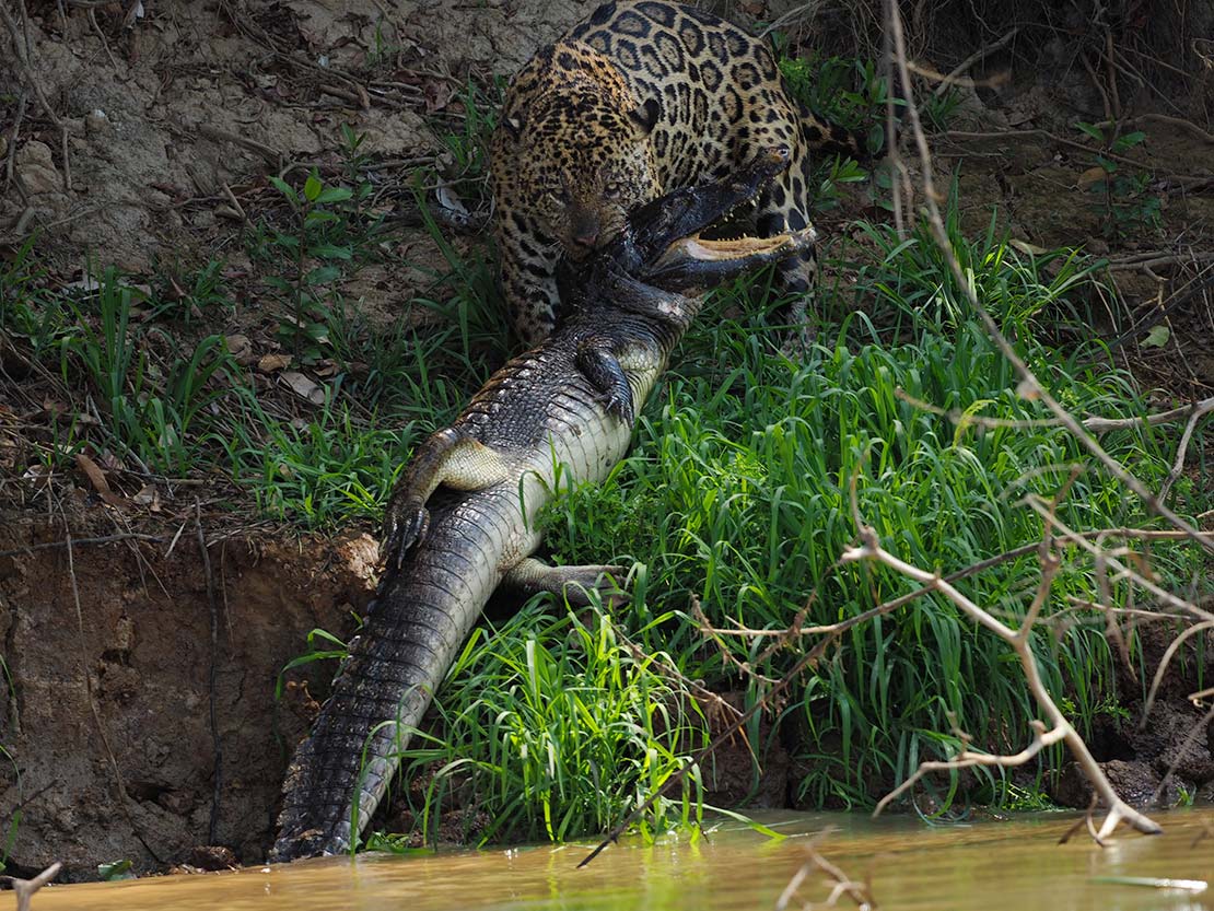 動物写真家 岩合光昭 オフィシャルサイト カレンダー撮影記 パンタナール 第7話 Pantanal 生命みなぎる大湿原 パンタナール