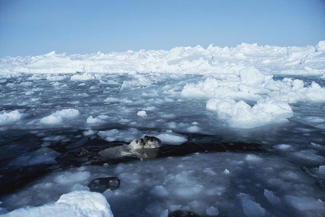 動物写真家 岩合光昭 オフィシャルサイト 写真集 氷のゆりかご 撮影エピソード