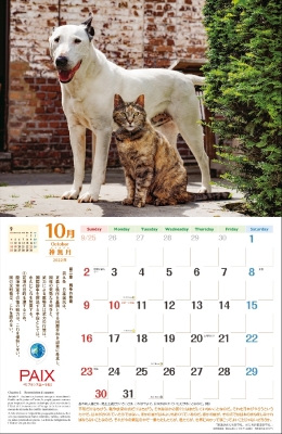 動物写真家 岩合光昭 オフィシャルサイト ニュース詳細