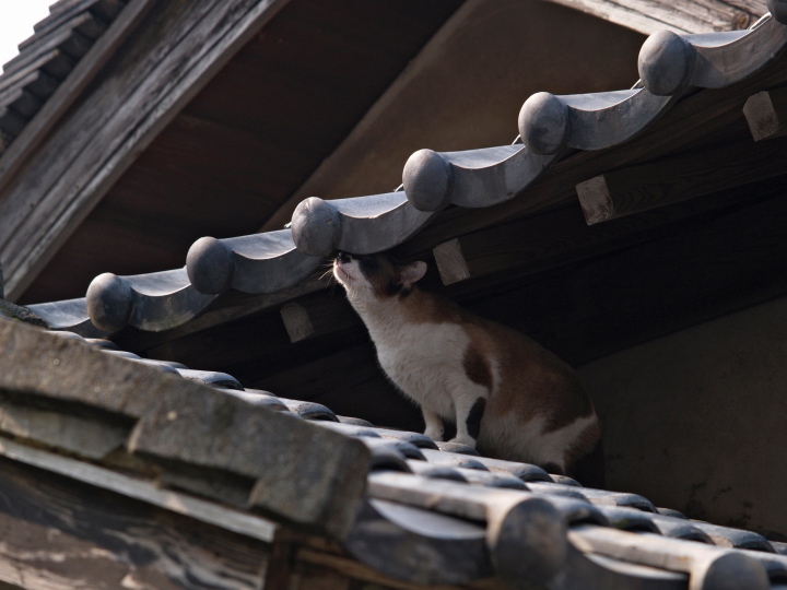 動物写真家 岩合光昭 オフィシャルサイト | ネコ写真ギャラリー