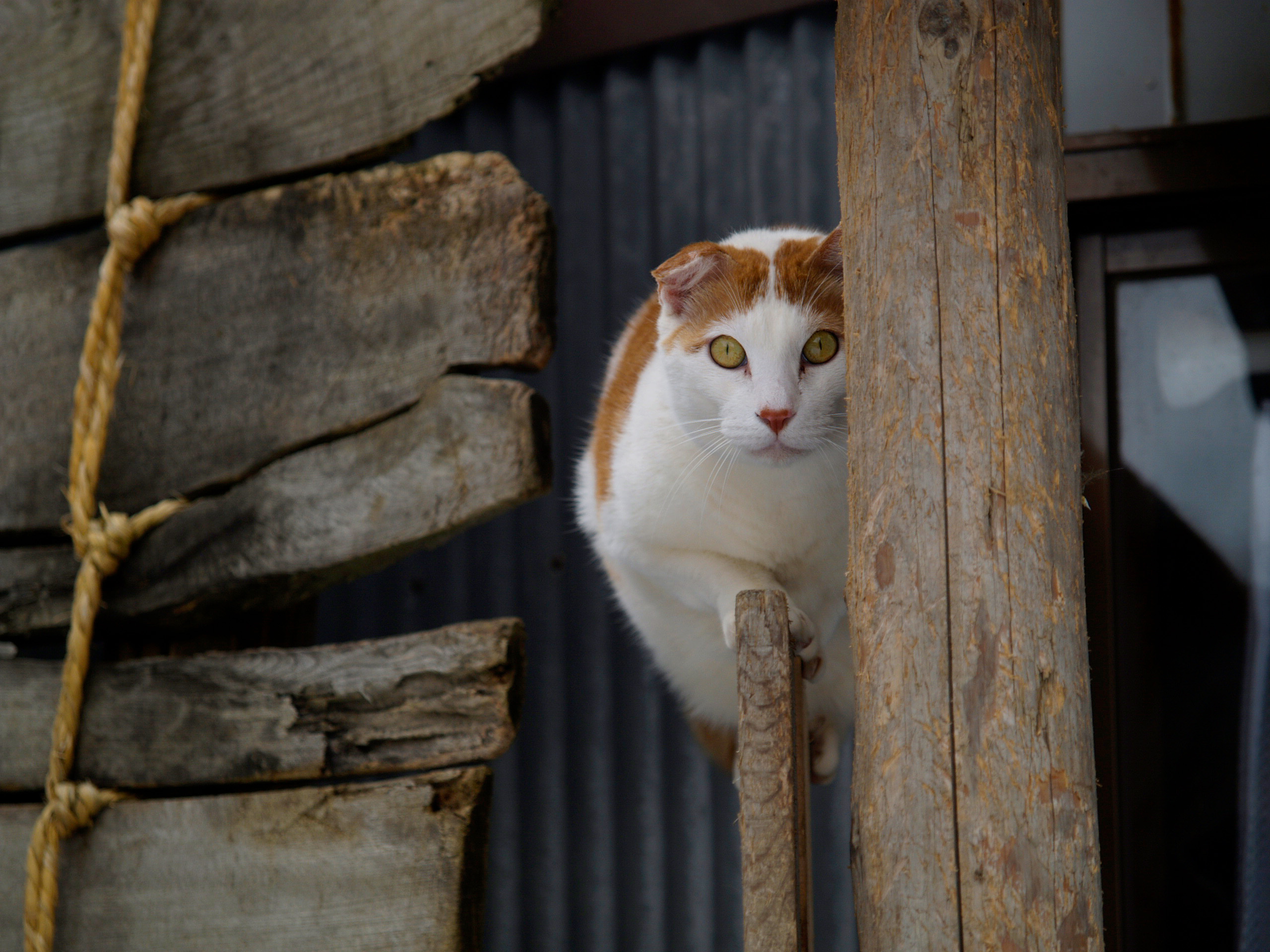 【冬バーゲン★】 サイン入り額装写真 ねこ歩き展 岩合光昭 猫 （ニャンと 写真 犬 芸術写真
