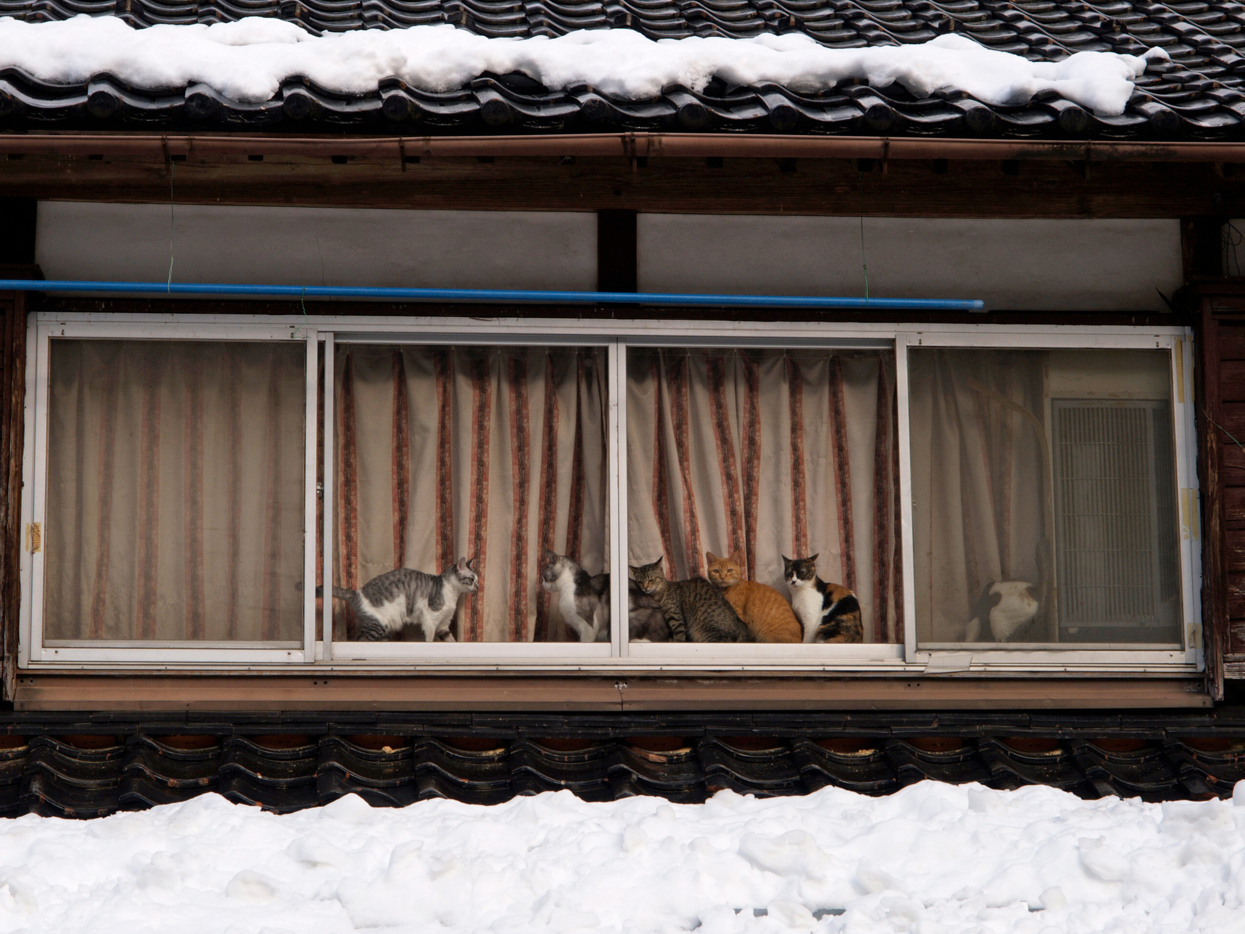 動物写真家 岩合光昭 オフィシャルサイト | ネコ写真ギャラリー