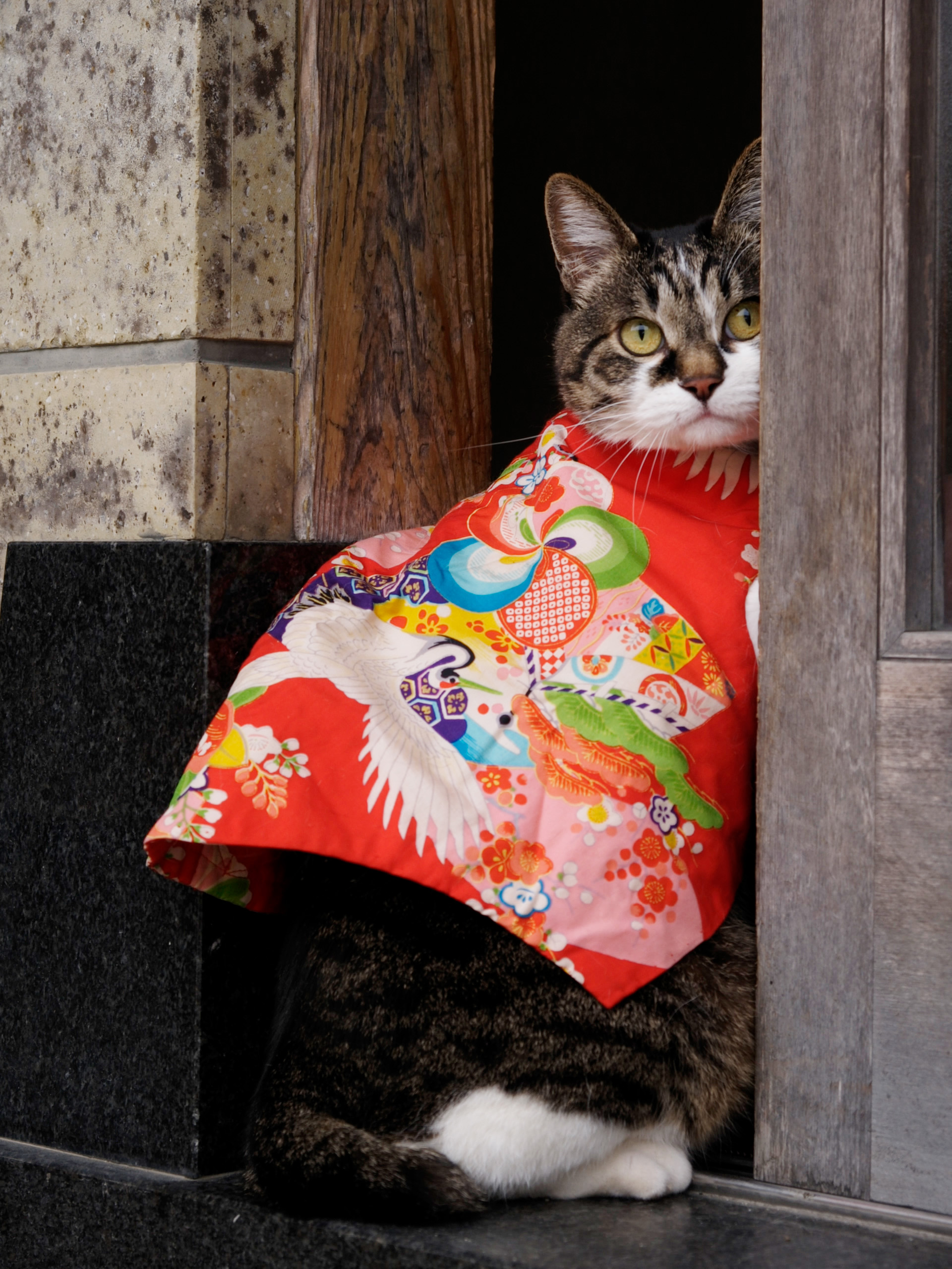 動物写真家 岩合光昭 オフィシャルサイト | ネコ写真ギャラリー