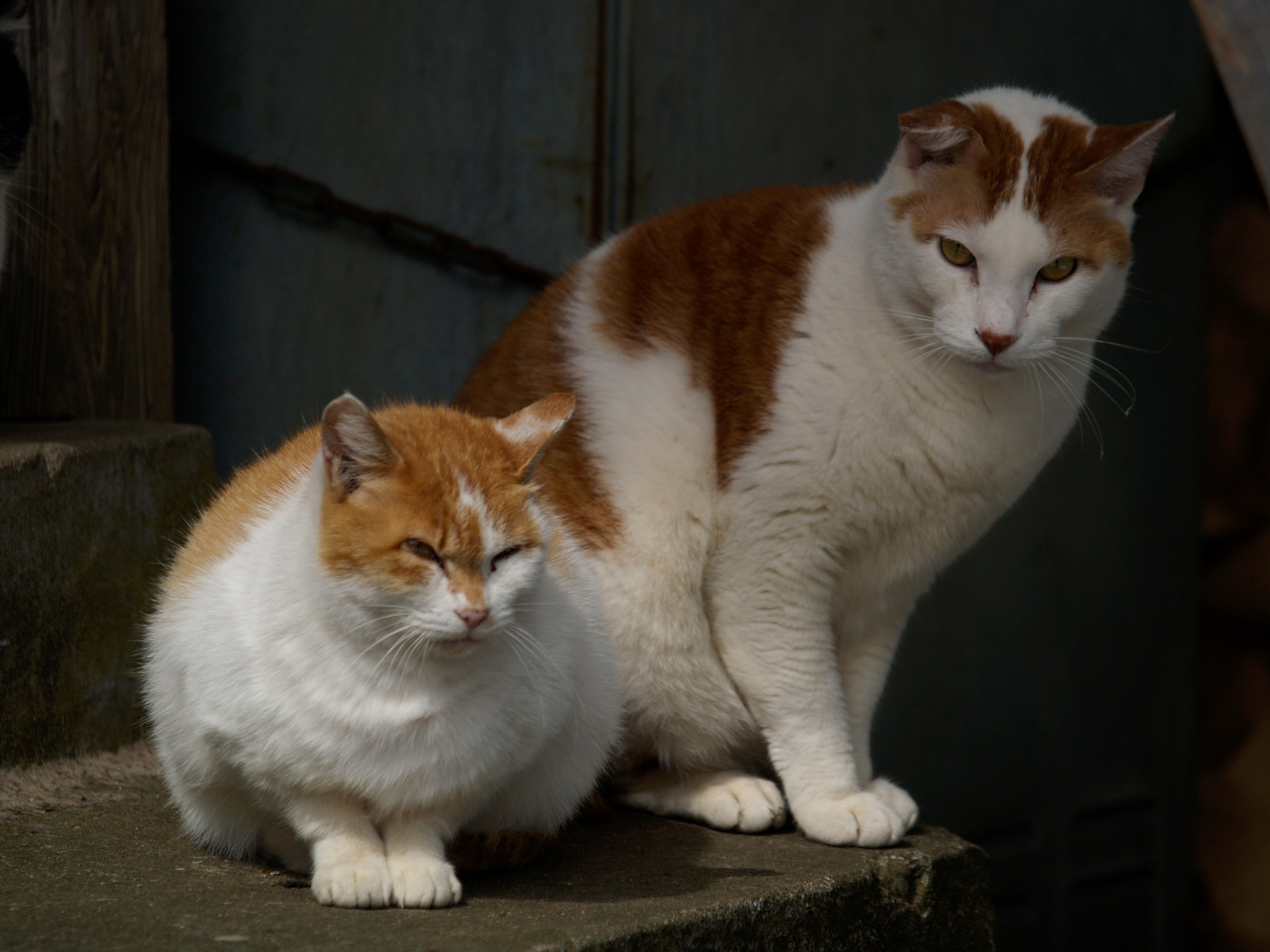 動物写真家 岩合光昭 オフィシャルサイト | ネコ写真ギャラリー