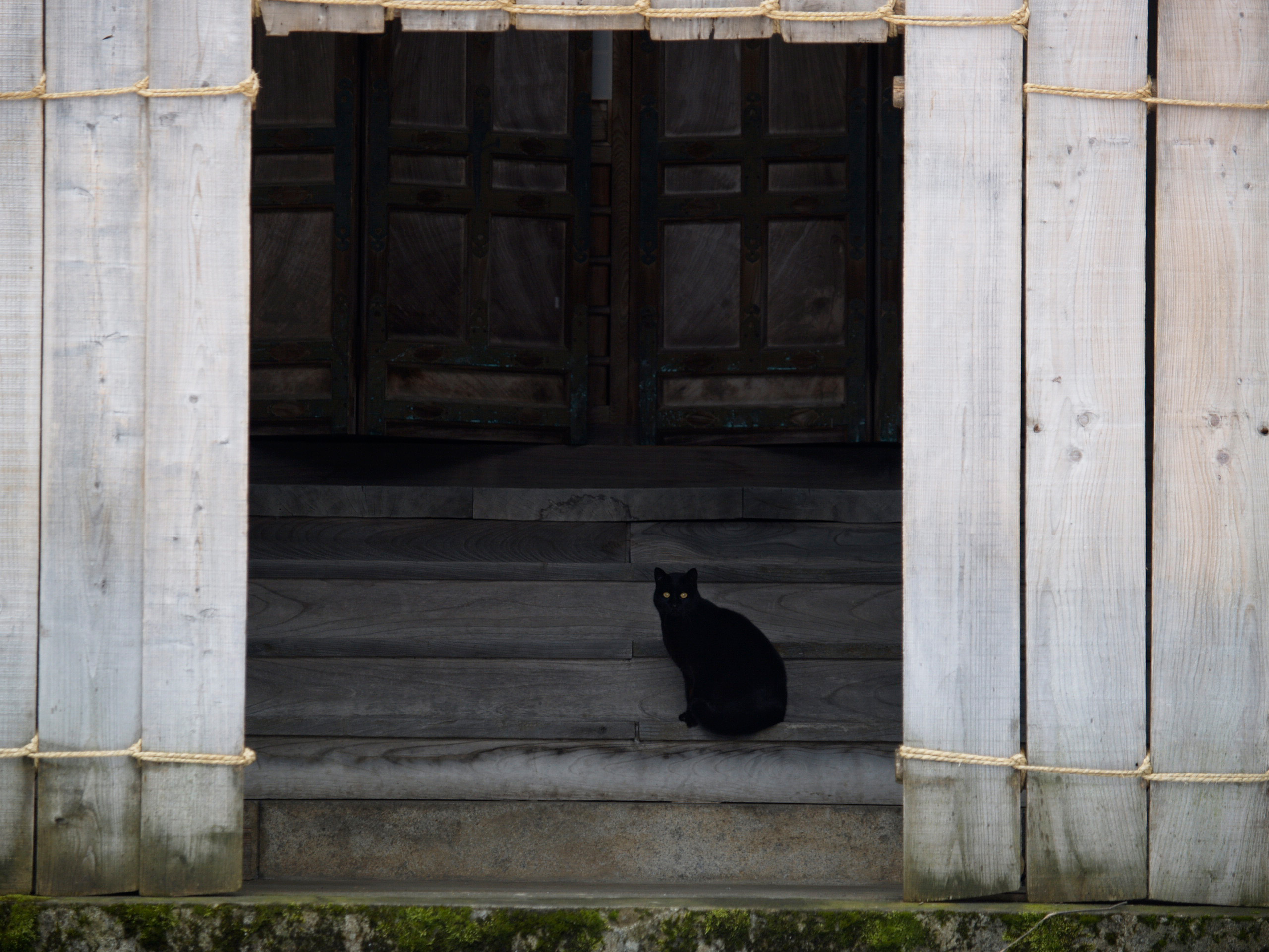 動物写真家 岩合光昭 オフィシャルサイト | ネコ写真ギャラリー