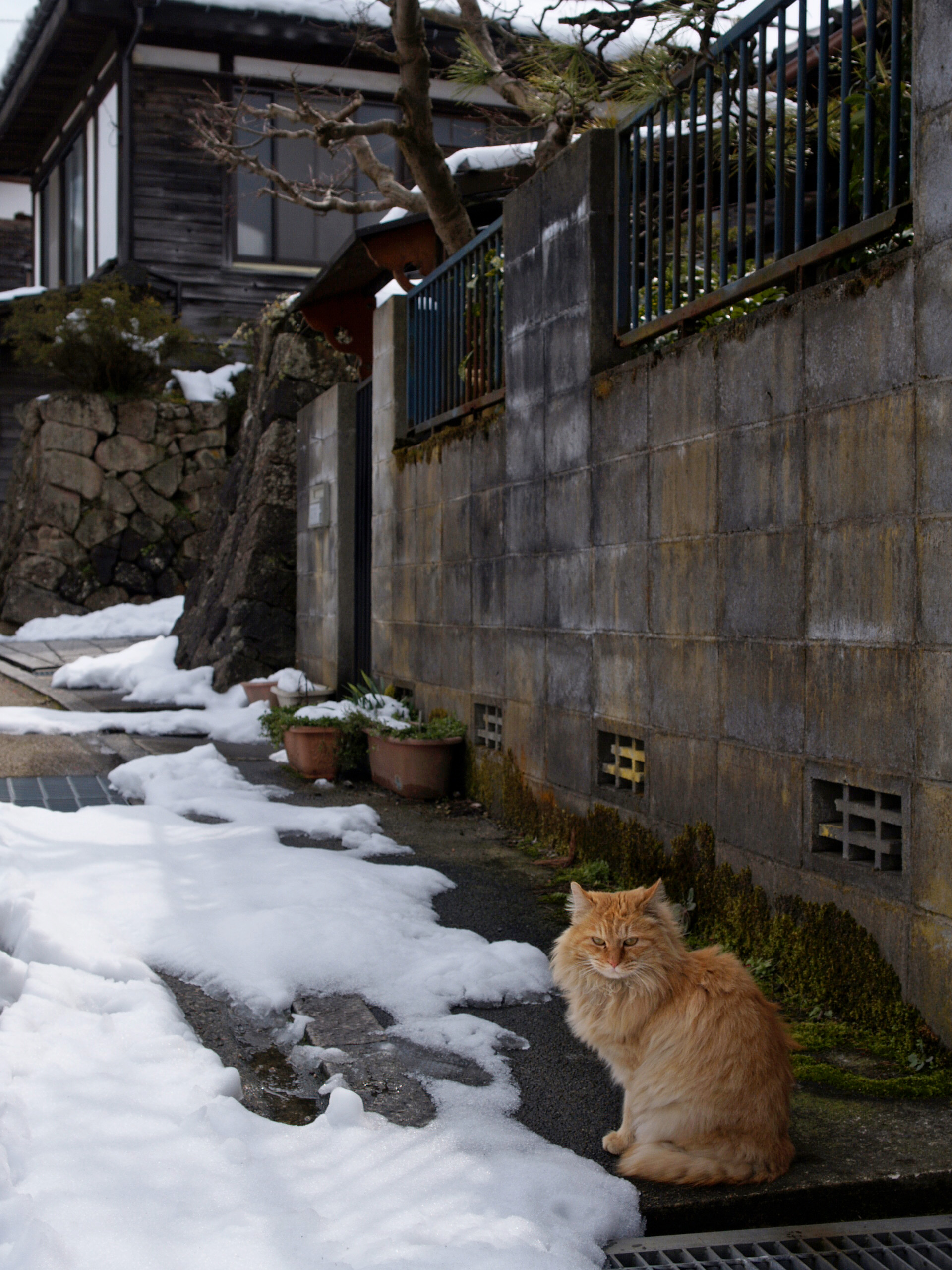 動物写真家 岩合光昭 オフィシャルサイト | ネコ写真ギャラリー