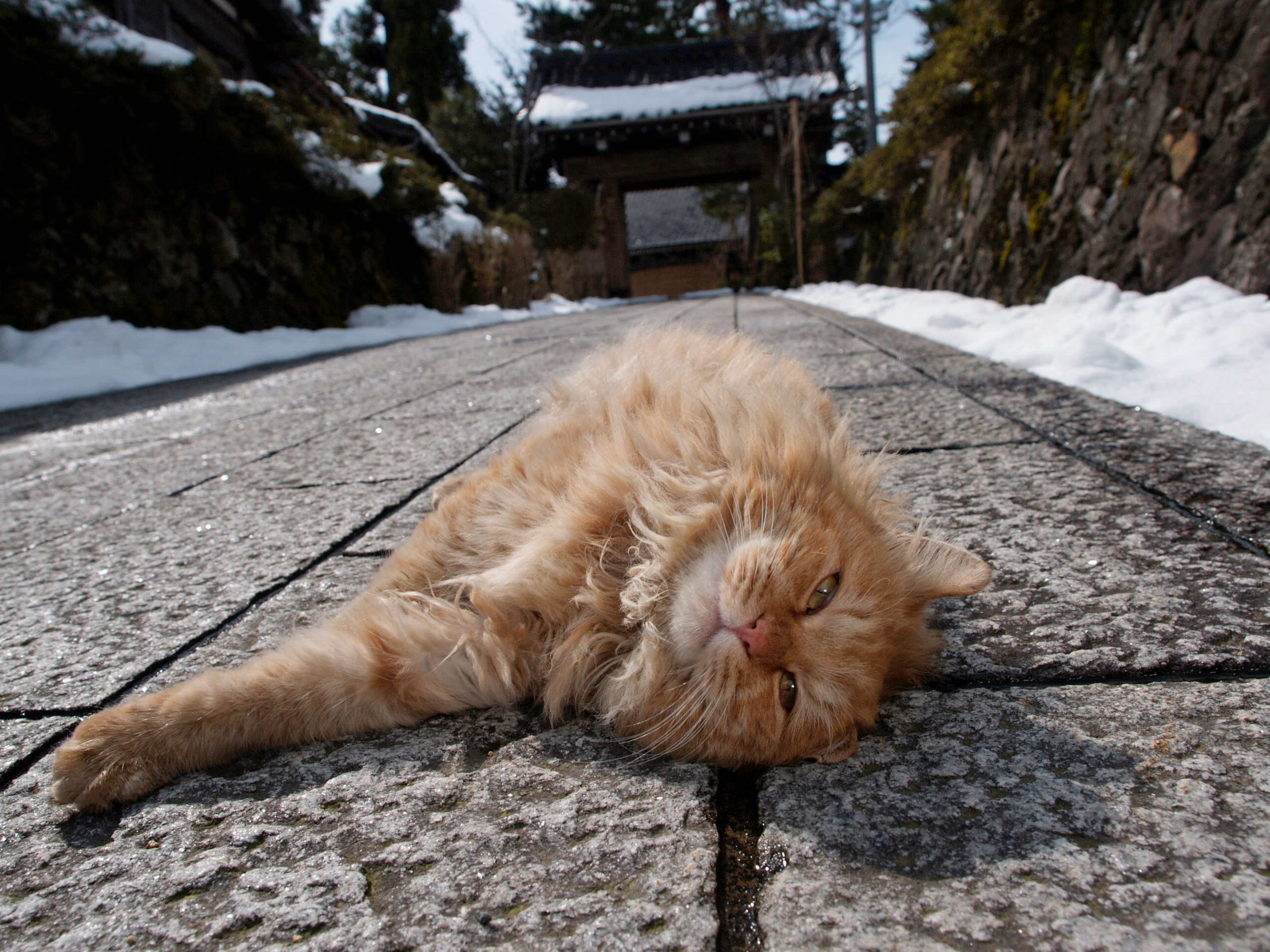動物写真家 岩合光昭 オフィシャルサイト | ネコ写真ギャラリー