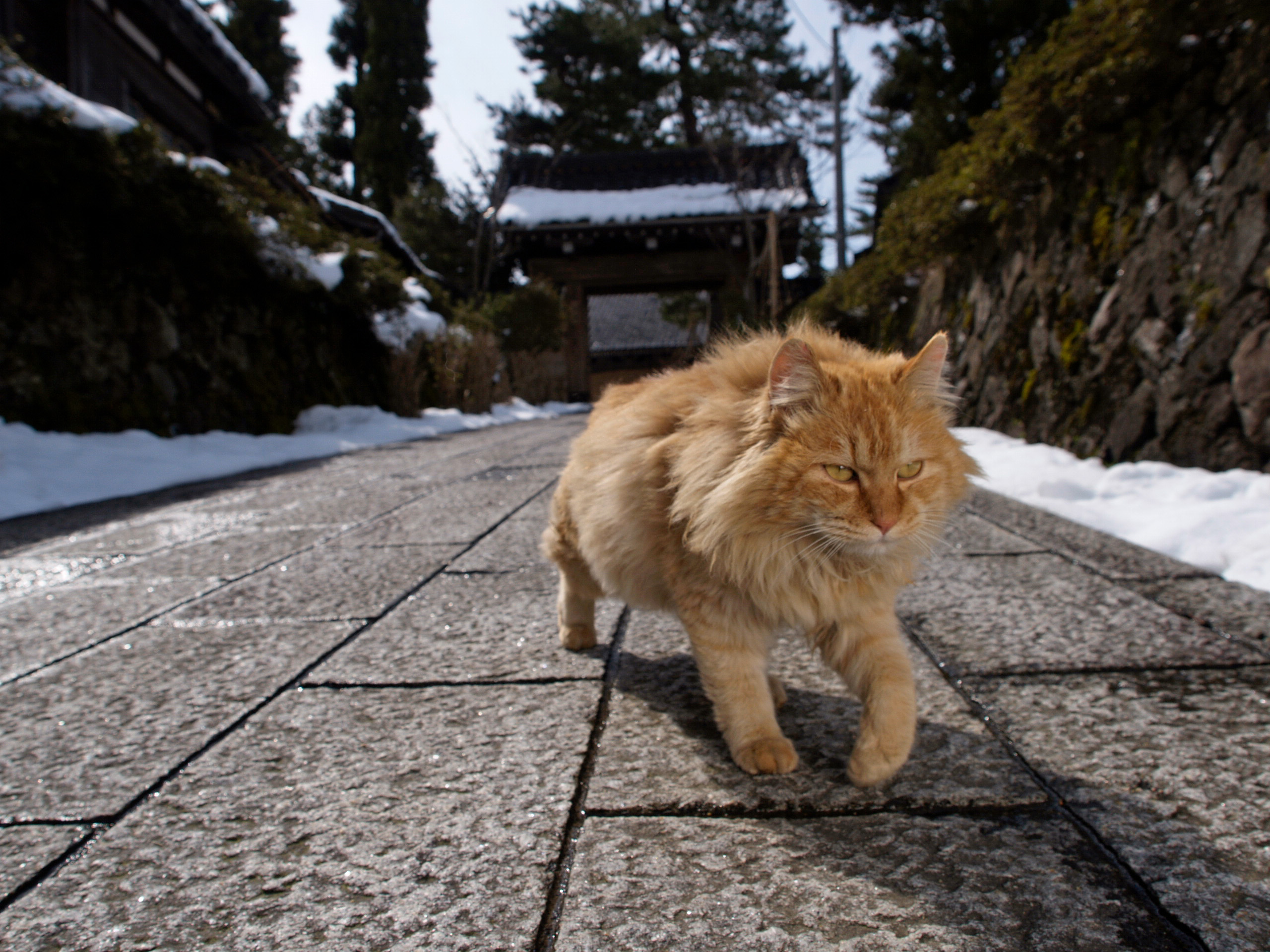 動物写真家 岩合光昭 オフィシャルサイト | ネコ写真ギャラリー