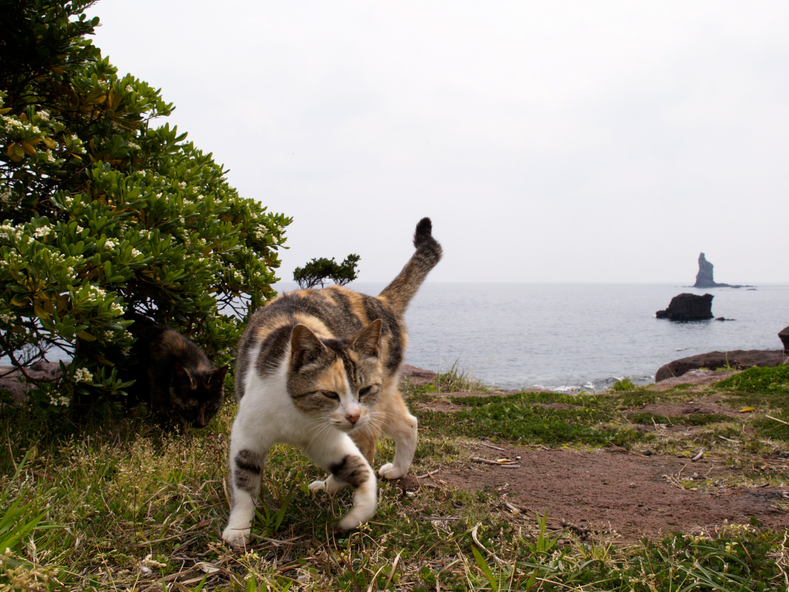 動物写真家 岩合光昭 オフィシャルサイト | ネコ写真ギャラリー