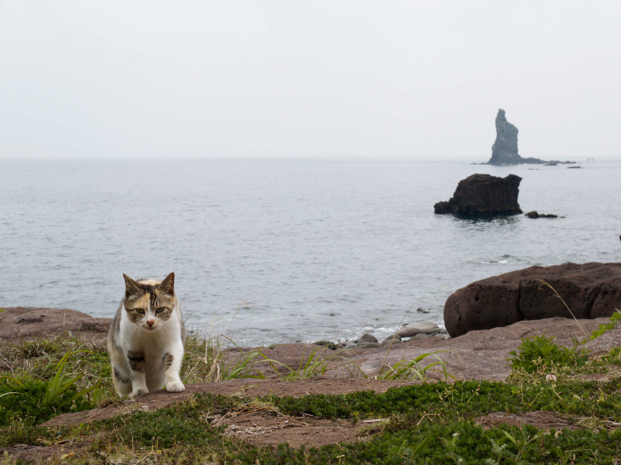 動物写真家 岩合光昭 オフィシャルサイト | ネコ写真ギャラリー
