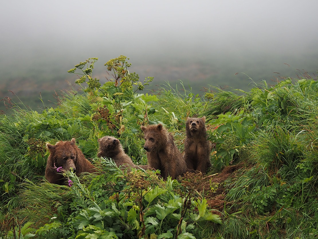 動物写真家 岩合光昭 オフィシャルサイト | 【 アラスカ 】 野生